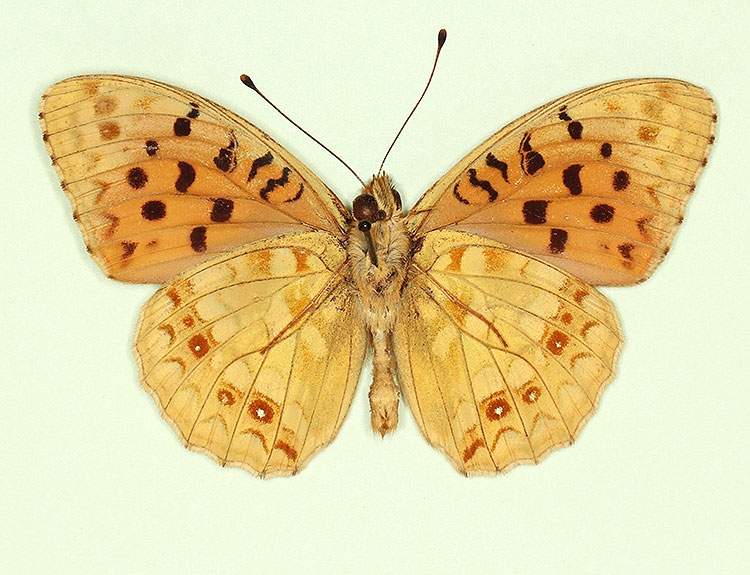 Argynnis adippe male (aberrant form cleodoxa, verso) (Internet Image property of respective owner, non-commercial use only)